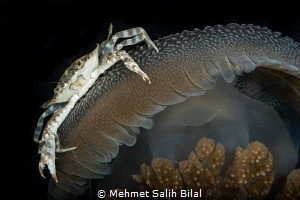 A rare symbiosis. Crab was inside the gills of the jellyf... by Mehmet Salih Bilal 